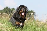 DOGUE DU TIBET 029
